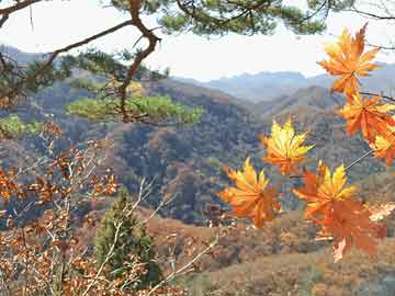 湛江霞山最新招聘與衛星地圖實時定位的人才招募探索